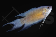 050070 Macropodus-opercularis_Fire-and-Ice-Paradiesfisch_01