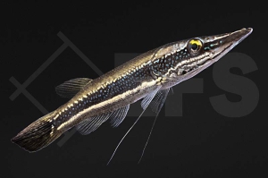 050071_Luciocephalus-aura_Diamant-Hechtkopf_01