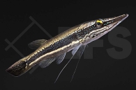 050071_Luciocephalus-aura_Diamant-Hechtkopf_01