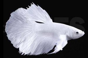 050073_Betta-splendens_Kampffisch_maennlich_platinum_01