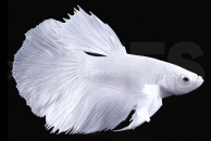 050073_Betta-splendens_Kampffisch_maennlich_platinum_01
