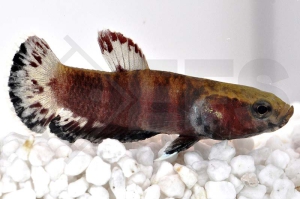 050074_Betta-channoides_Schlangenkopf-Weisssaum-Kampffisch_01