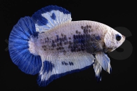 050075_betta-splendens_Plakatkampffisch_blue-marble_01
