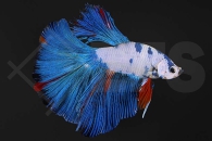 050084_betta-splendens_TOP-amazing-loenni_01