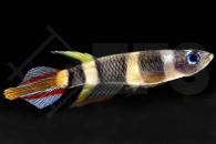 050090_Epiplatys-annulatus_Ringelhechtling_01