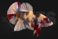 050092_betta-splendens_amazing-yellow_02