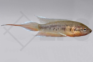 050093_Pseudosphromenus-dayi_Roter-Spitzschwanzmakropode_01