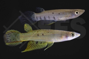 050095_Aplocheilus-panchax_Gemeiner-Hechtling_01