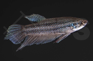 050113_Betta-smaragdina_Smaragd-Kampffisch_01