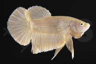 050115_betta-splendens_Plakat_gold_02