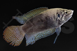 050116_Macropodus-ocellatus_Rundschwanz-Makropode_01