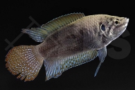 050116_Macropodus-ocellatus_Rundschwanz-Makropode_01