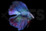 050120_Betta-splendens_Schwalbenschwanz-Kampffisch_01