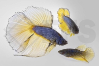 050122_Betta-splendens_Hochzucht-Kampffisch-TRIO_01