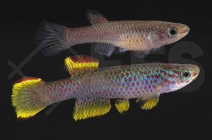 050139_Aphyosemion-gabunese-marginatum_Gelber-Gabun-Prachtkaerpfling_01