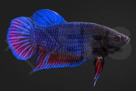 050143_Betta-splendens_Plakat-Kampffisch_maennlich_01