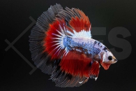 050150_Betta-splendens_Halbmond-Kampffisch-High-Quality_01