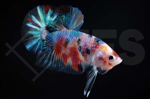 050152_Betta-splendens_Plakat-Kampffisch-amazing_01