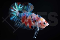 050152_Betta-splendens_Plakat-Kampffisch-amazing_01