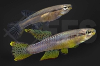 050154_Aphyosemion-splendopleure_glanzflossen-prachtkaerpfling_02