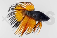 050156_betta_crowntail_kronenkampffisch_orange_01