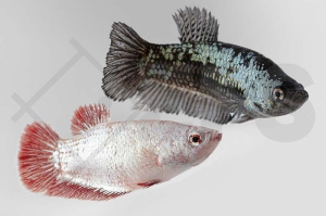 050161_Betta-splendens_Kampffisch-weiblich-DE-LUXE_01