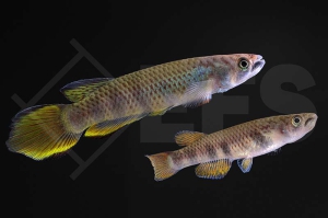 050165_Epiplatys-infrafasciatus_Schraegstreifenhechtling_01