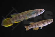 050165_Epiplatys-infrafasciatus_Schraegstreifenhechtling_01