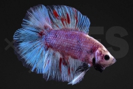 050166_Betta-splendens_Schwalbenschwanz-Kampffisch_maennlich_HQ_01