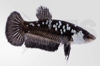 050168_Betta-splendens_Kampffisch_weiblich_samurai_01