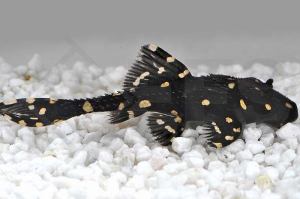 060002_Acanthicus-adonis_Elfenwels_01