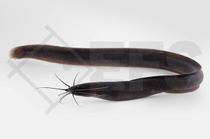 060004_Channallabes-apus_Afrikanischer-Aalwels_01