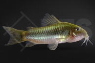 060013_Osteogaster-spec-green-stripe_Gruengestreifter-Panzerwels_CW009_01