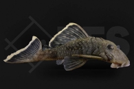 060017_Wels_L47_Baryancistrus-chrysolomus_Magnum-Harnischwels_02