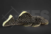 060018_Wels-L--81-Baryancistrus-spec_Gelbsaum-Prachtharnischwels_01