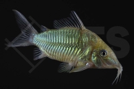 060022_Brochis-splendens_Smaragdpanzerwels_02