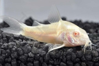 060028_Corydoras-aeneus_Metall-Panzerwels-albino_01