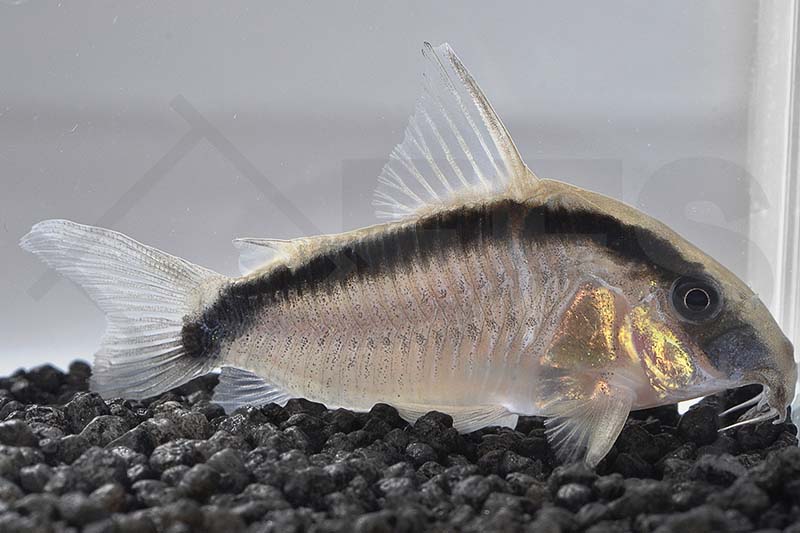 060029_Corydoras-arcuatus_Stromlinien-Panzerwels_01