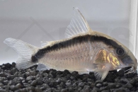 060029_Corydoras-arcuatus_Stromlinien-Panzerwels_01