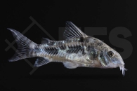 060037_Corydoras_Hoplisoma-paleatus_Marmorierter_Panzerwels_02