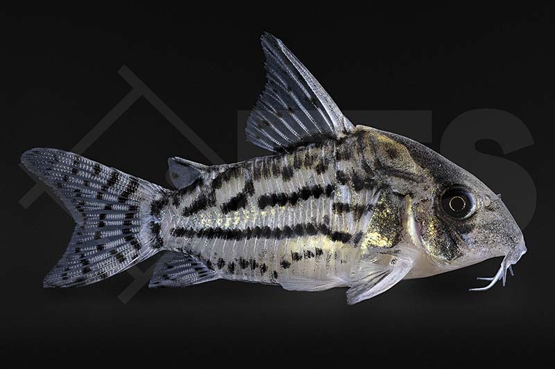 060043_Corydoras_Hoplisoma-schwartzii_Baender-Panzerwels_02
