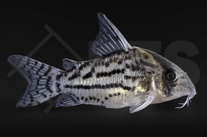 060043_Corydoras_Hoplisoma-schwartzii_Baender-Panzerwels_02