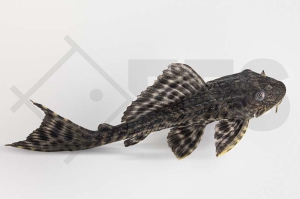 060054_Hypostomus-plecostomus_Schilderwels_01