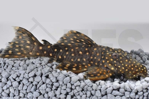 060058_Wels-L-7-Leporacanthicus-cf-galaxias_Milchstrassen-Ruesselzahnwels_01