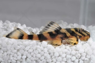 060060_Wels-L--168-Zonancistrus-brachyurus_Schmetterlingsharnischwels_01