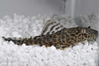 060078_Wels-L--165-Pterygoplichthys-gibbiceps_Wabenschilderwels_01