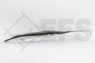 060083_Sorubim-lima_Spatelwels_01