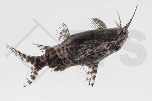 060090_Synodontis-nigriventris_Rueckenschwimmender-Kongowels_01