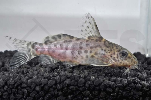 060091_Synodontis-njassae_Njassa-Fiederbartwels_01