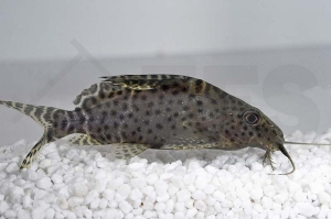 060095_Synodontis-velifer_Kamerun-Fiederbartwels_01